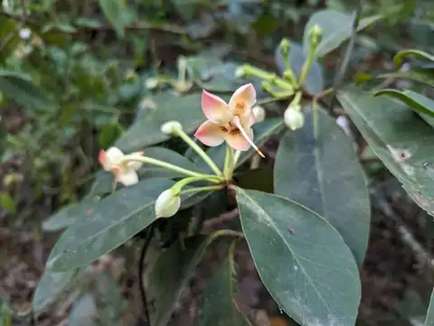 Foto dokumenter Anneslea fragrans