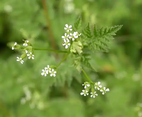 Foto dokumenter Anthriscus caucalis