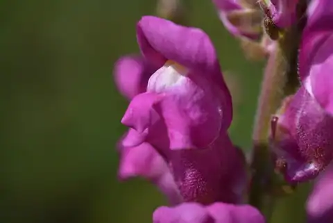 Foto dokumenter Antirrhinum majus