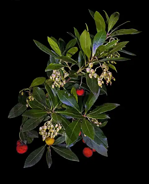Foto dokumenter Arbutus unedo