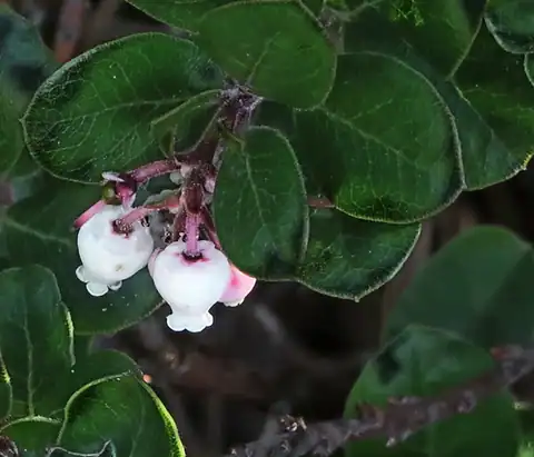 Foto dokumenter Arctostaphylos edmundsii