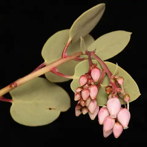 Foto dokumenter Arctostaphylos glauca
