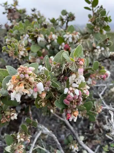 Foto dokumenter Arctostaphylos morroensis