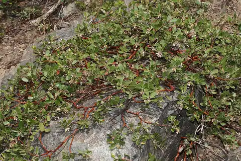 Foto dokumenter Arctostaphylos nevadensis