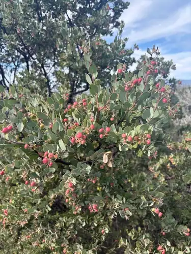 Foto dokumenter Arctostaphylos obispoensis