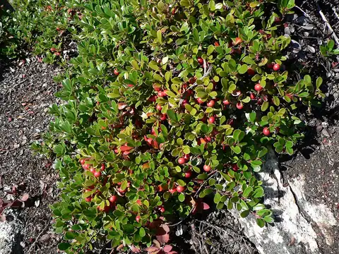 Foto dokumenter Arctostaphylos uva-ursi