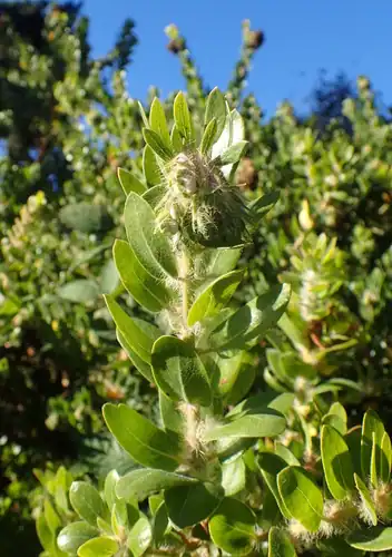 Arctostaphylos viridissima kultivar 'White Cloud' di San Francisco Botanical Garden.