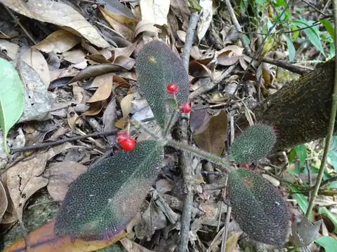Foto dokumenter Ardisia mamillata