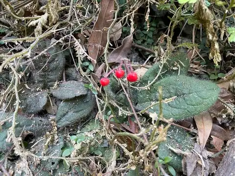 Foto dokumenter Ardisia primulifolia