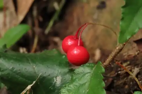 Foto dokumenter Ardisia pusilla