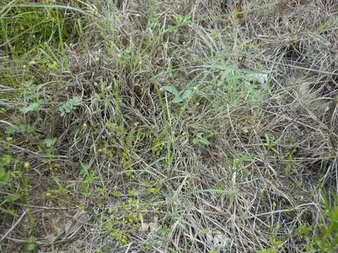 Foto dokumenter Arenaria benthamii