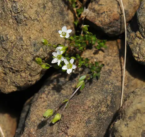 Foto dokumenter Arenaria humifusa