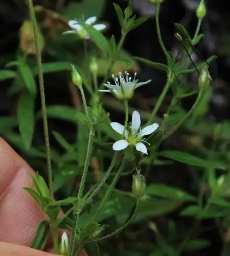 Foto dokumenter Arenaria lanuginosa