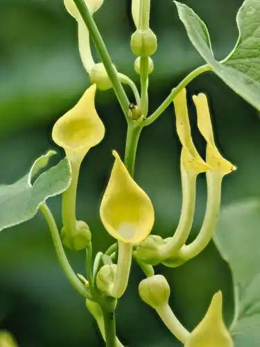Foto dokumenter Aristolochia clematitis
