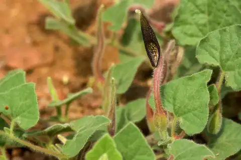 Foto dokumenter Aristolochia wrightii