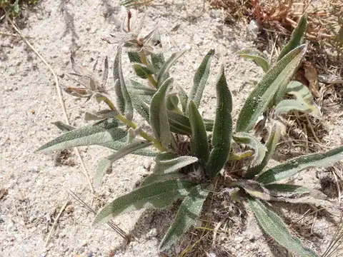 Foto dokumenter Arnebia euchroma