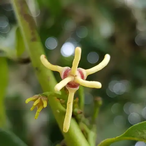 Foto dokumenter Artabotrys suaveolens