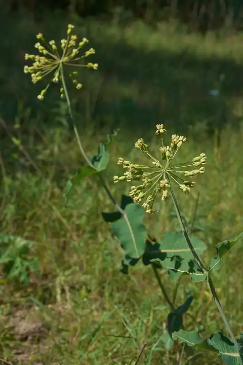 Foto dokumenter Asclepias amplexicaulis