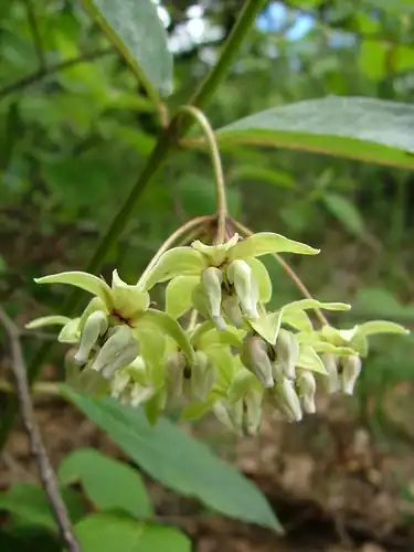 Foto dokumenter Asclepias auriculata