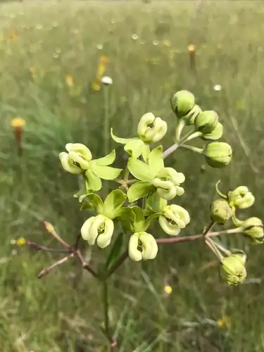 Foto dokumenter Asclepias connivens