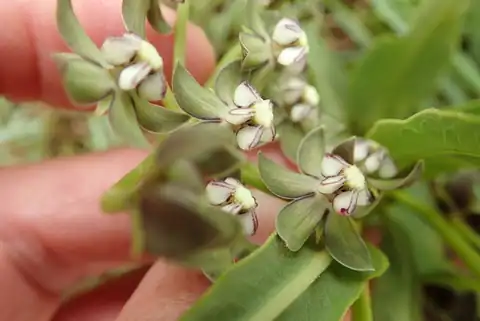 Foto dokumenter Asclepias fulva