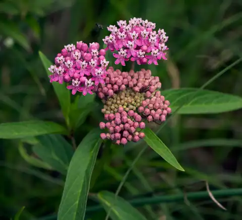 Foto dokumenter Asclepias incarnata