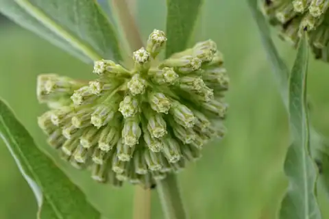 Foto dokumenter Asclepias viridiflora