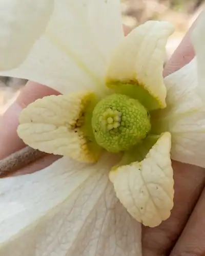Foto dokumenter Asimina incana