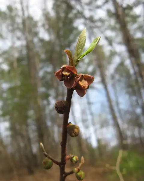 Foto dokumenter Asimina parviflora