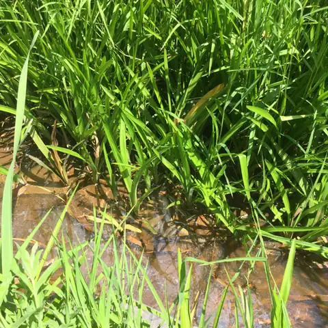 Foto dokumenter Sparganium androcladum