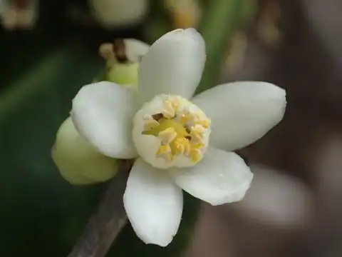Foto dokumenter Atalantia buxifolia