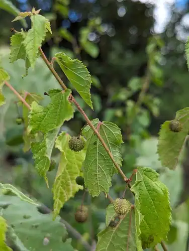 Foto dokumenter Ayenia jaliscana