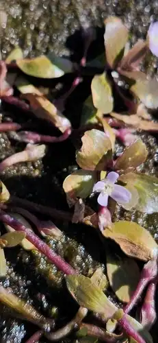 Foto dokumenter Bacopa egensis