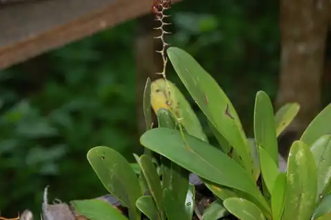 Foto dokumenter Stelis immersa