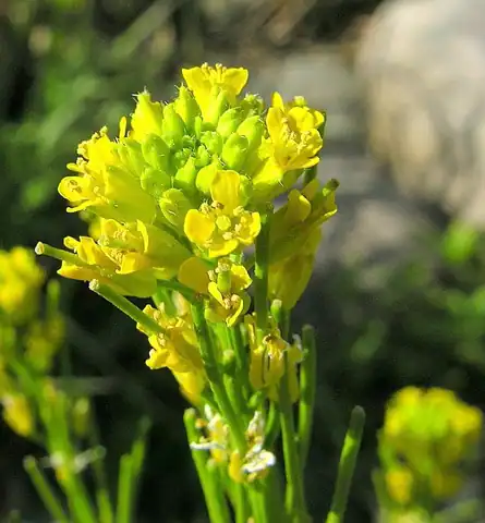 Foto dokumenter Barbarea stricta
