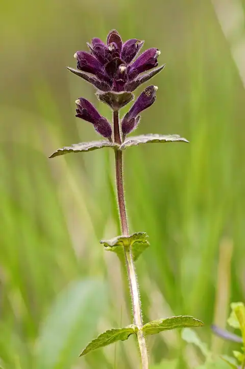 Foto dokumenter Bartsia alpina