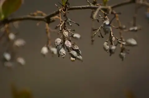Foto dokumenter Berberis aristata