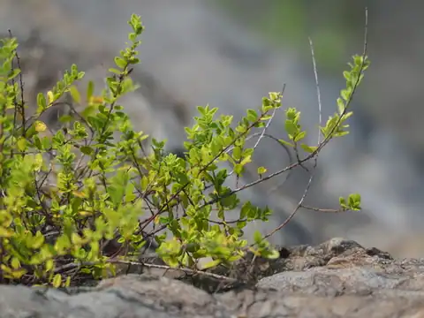 Foto dokumenter Berchemia lineata