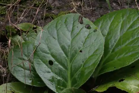 Foto dokumenter Bergenia ciliata