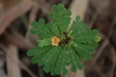Foto dokumenter Biophytum umbraculum
