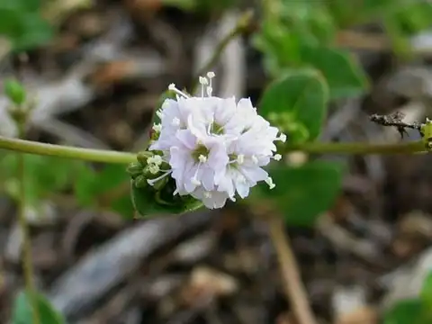 Foto dokumenter Boerhavia repens