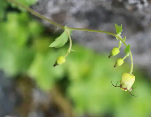 Foto dokumenter Bolandra californica