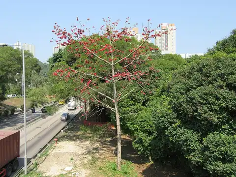 Foto dokumenter Bombax ceiba