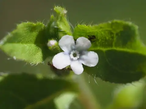 Foto dokumenter Bothriospermum zeylanicum