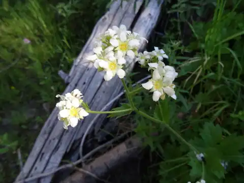 Foto dokumenter Boykinia major