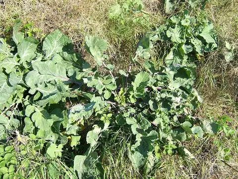 Brassica oleracea, dicatat sumber sebagai Brassica oleracea var. oleracea.