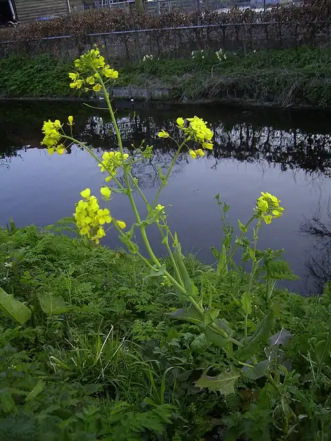 Foto dokumenter Brassica rapa