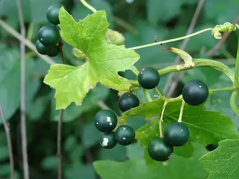 Foto dokumenter Bryonia alba