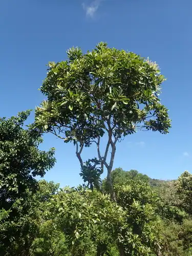 Foto dokumenter Buchanania arborescens