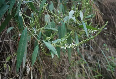 Foto dokumenter Buddleja asiatica